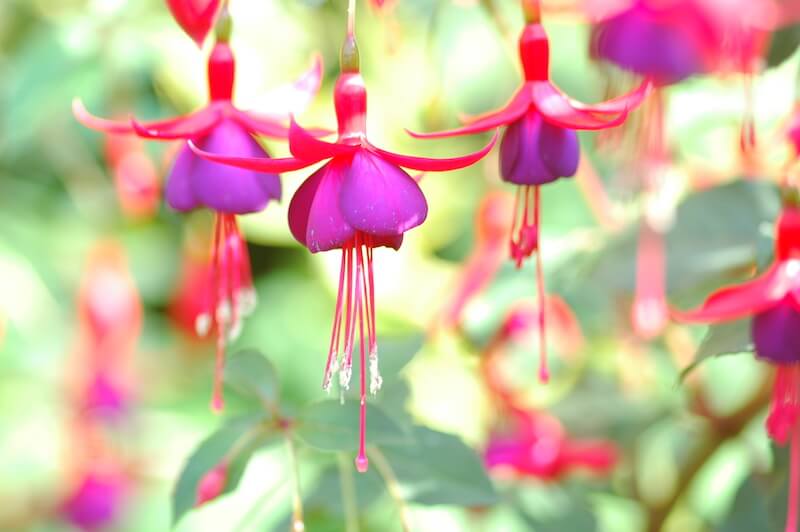 Fuchsia Flower