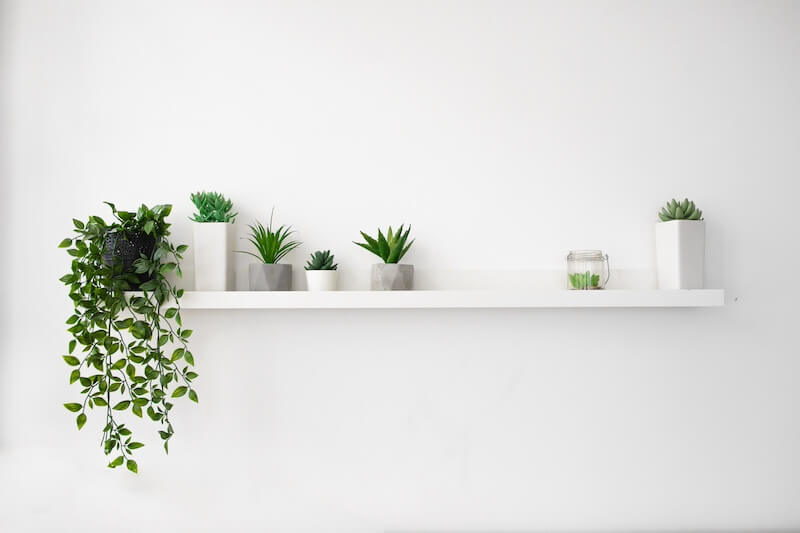 Indoor Plants On Large Wall