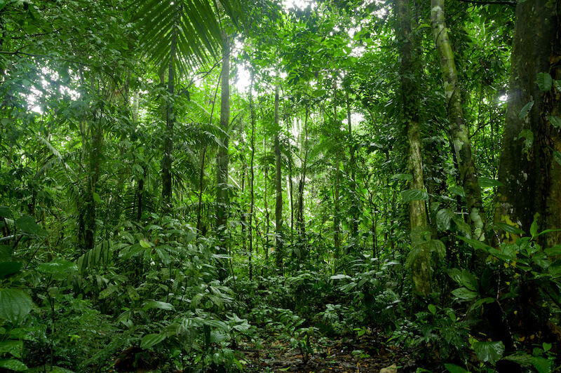 View of the Amazon Rainforest that Margaret Mee Advocated For