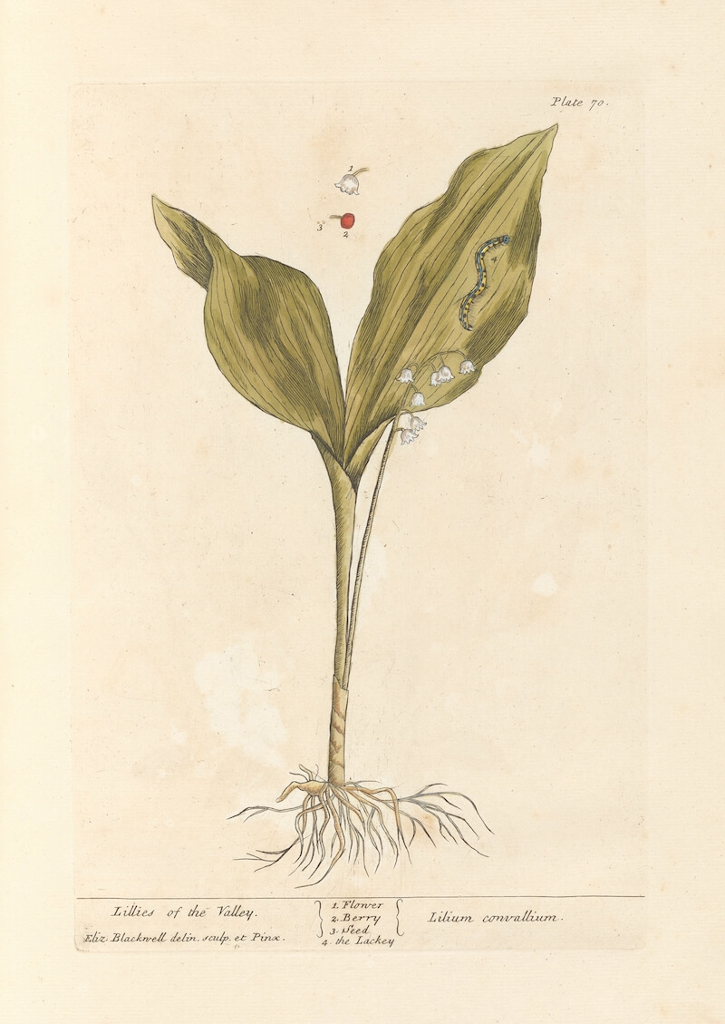 Lillies of the valley (1739) by Elizabeth Blackwell