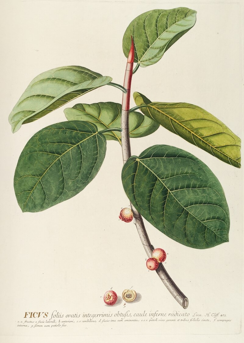 Ficus (1750-1773) by Georg Dionysius Ehret