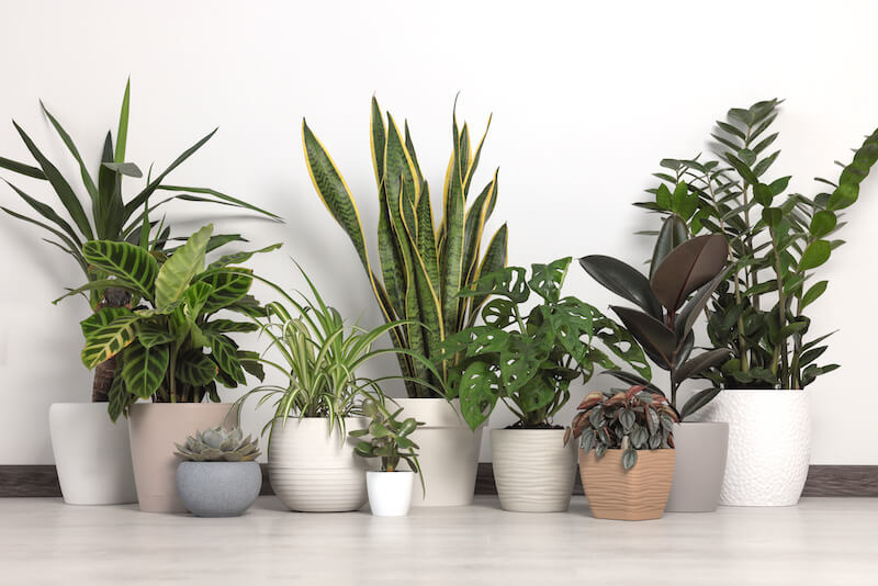 Variety of Houseplants, Including Snake Plant, Rubber Plant, and Succulent