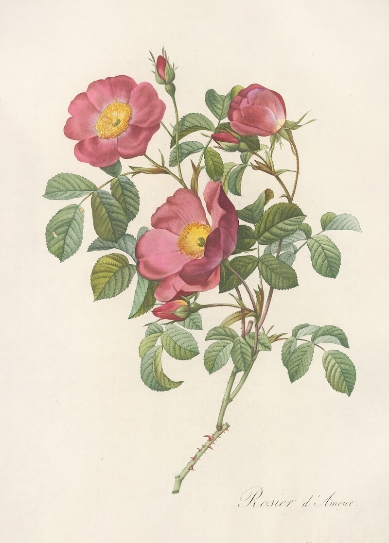 Rosa Pumila (1817-1824) by Pierre Joseph Redouté