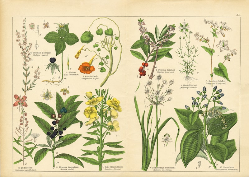 Scientific Botanical Illustrations