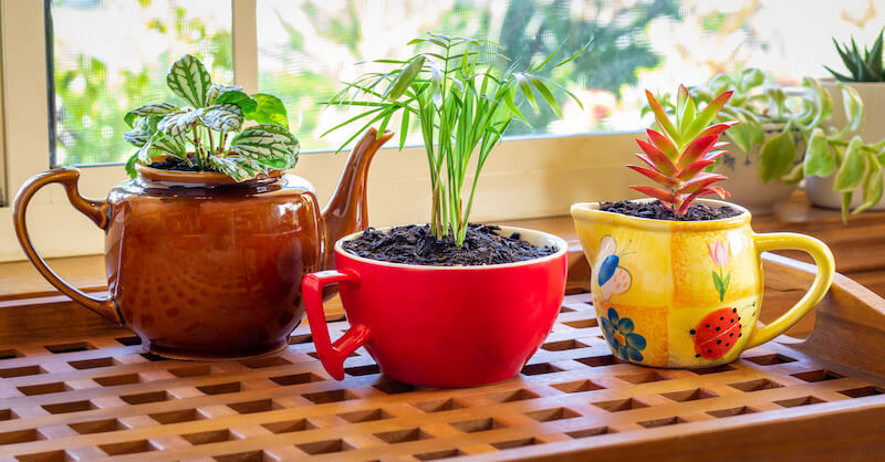 Cute Houseplants in Upcycled Tea Pots